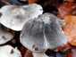 Bükki pereszke (Tricholoma sciodes), Budai-hegység